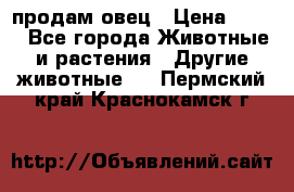  продам овец › Цена ­ 100 - Все города Животные и растения » Другие животные   . Пермский край,Краснокамск г.